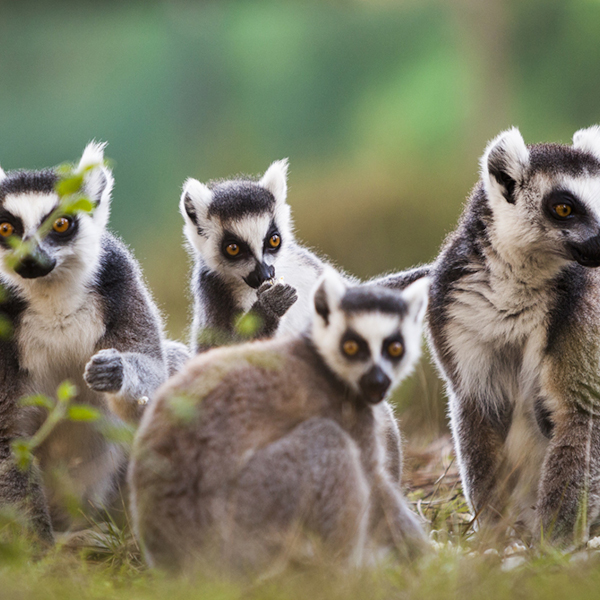 Zoo De Labenne